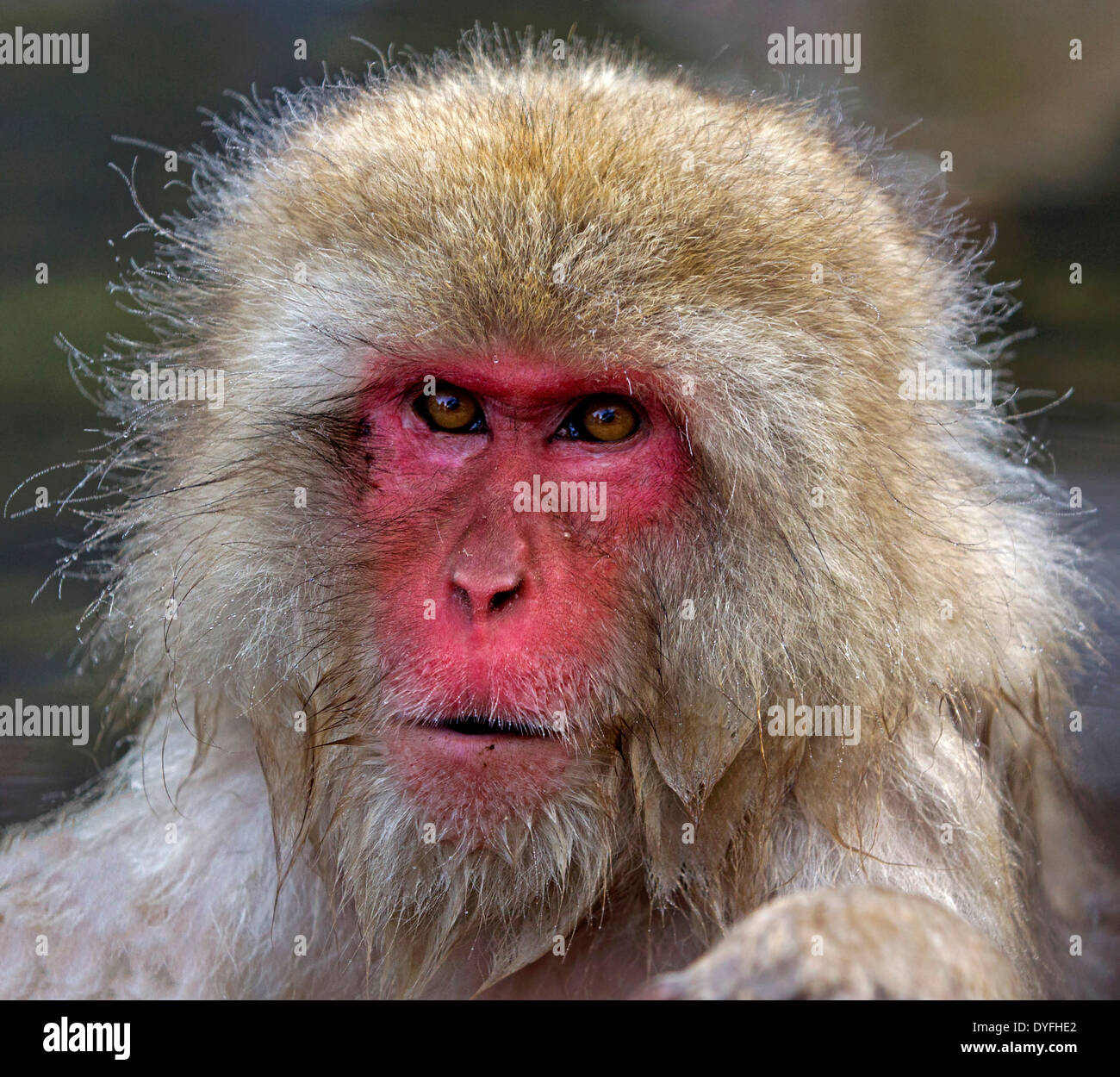 Macaque japonais, snow monkey in Hot spring in snow Banque D'Images