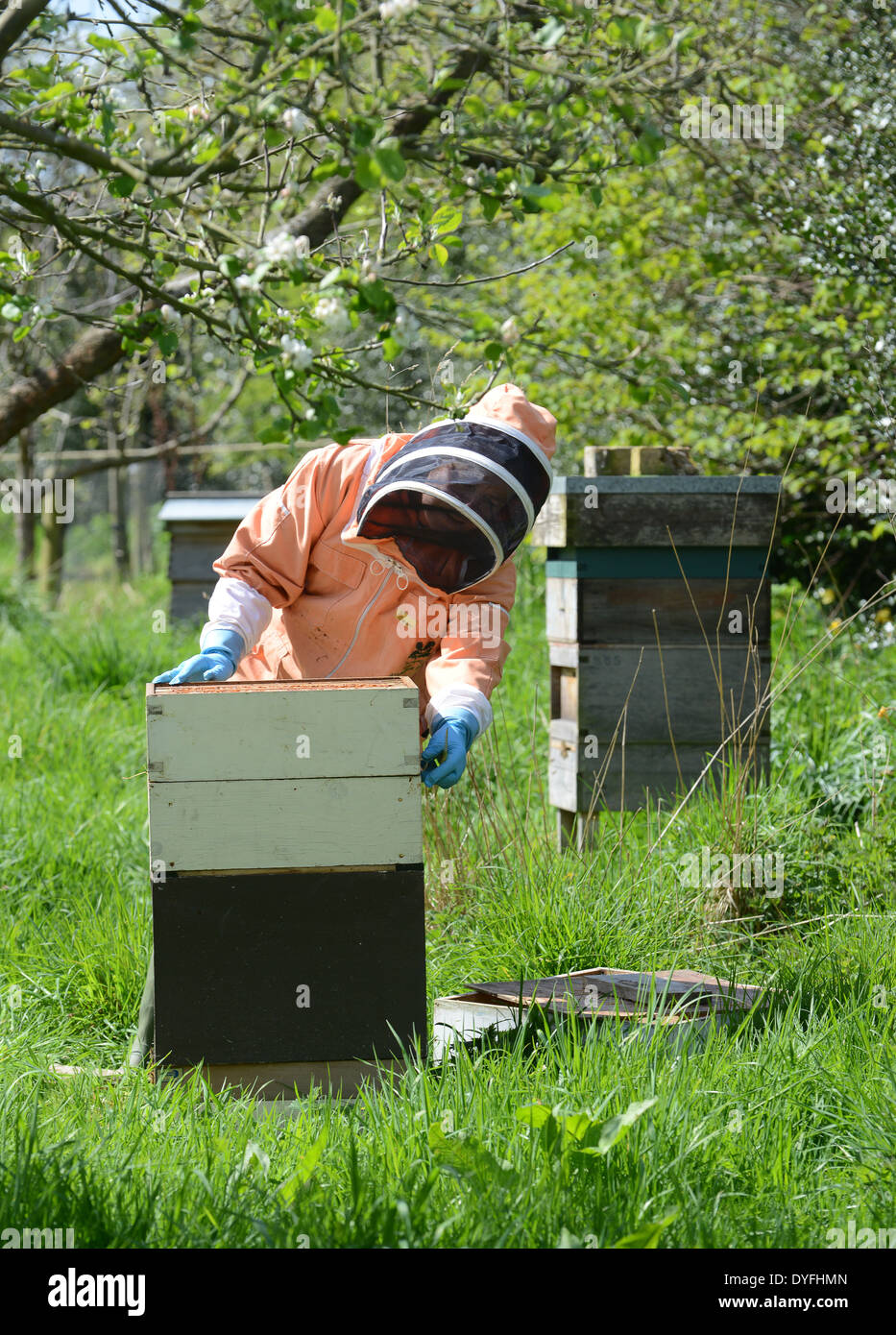 National Trust apiculteur en gardant les abeilles du miel ruche Uk Banque D'Images