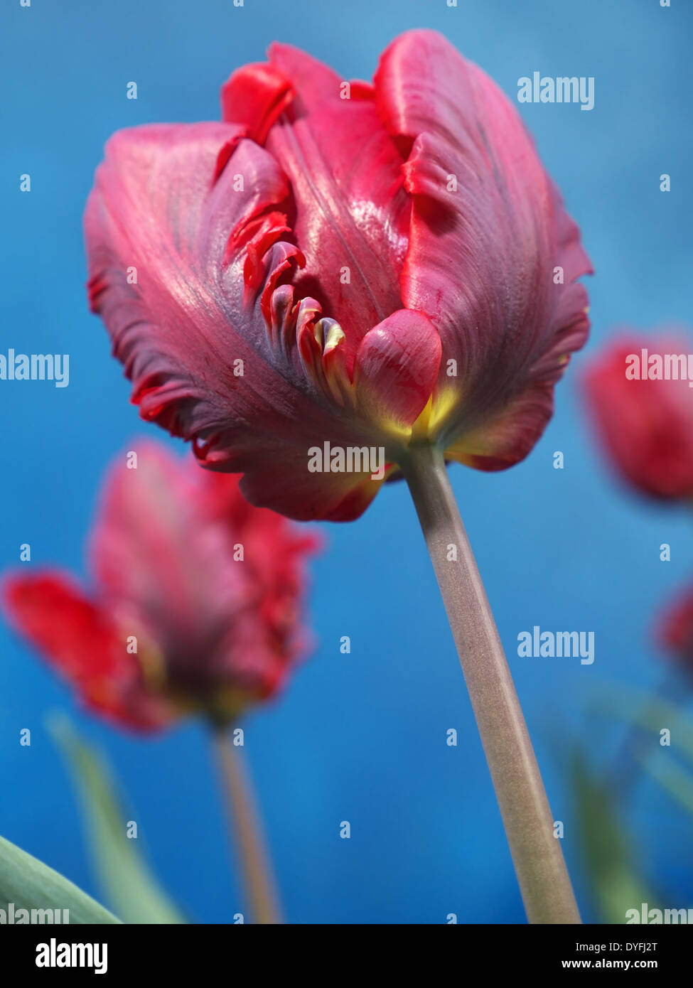 Red Parrot tulips tourné sur fond bleu Banque D'Images