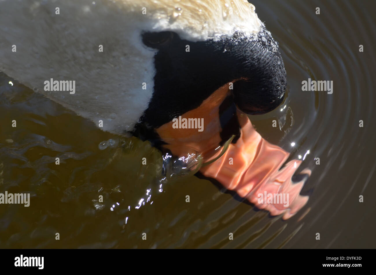 Libre de cygnes dans l'eau du bec de canard sur l'étang dans le parc Banque D'Images