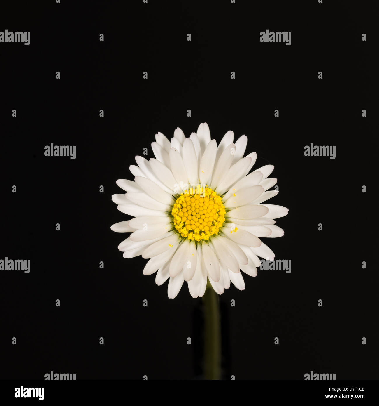 Daisy unique avec noyau jaune entouré par deux couches de pétales blancs pointant vers l'intérieur et l'extérieur. Banque D'Images