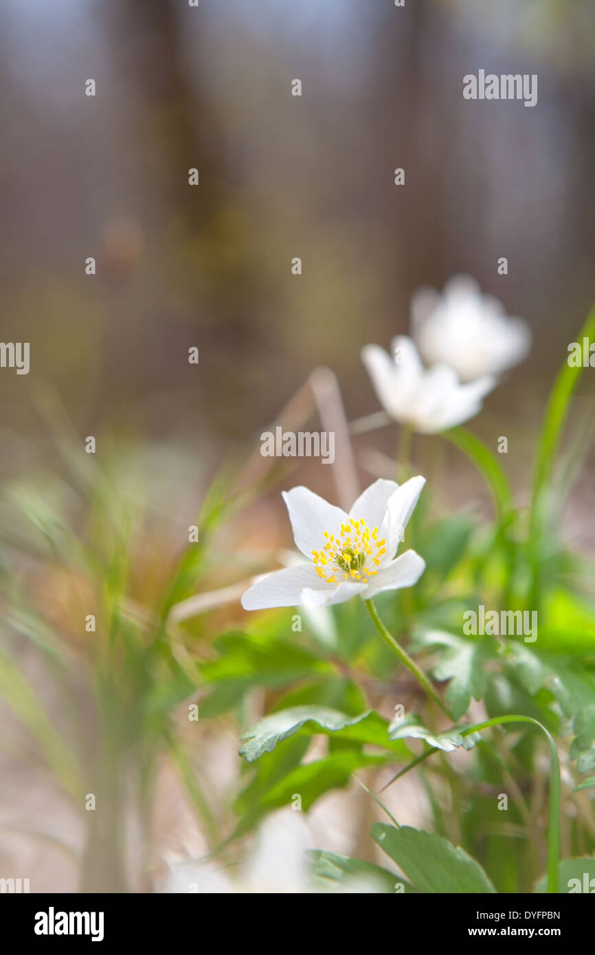 Snowdrop capitules blanc forêt au printemps Banque D'Images