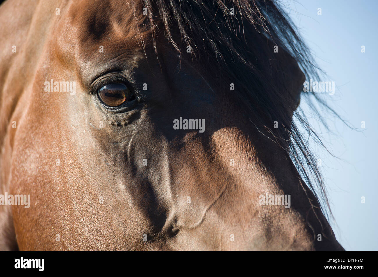 Détail de l'étalon Quarter Horse Head et les yeux Banque D'Images