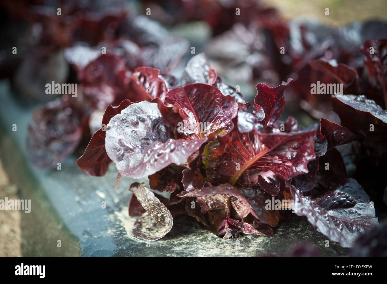 Plante feuillue de légumes Banque D'Images