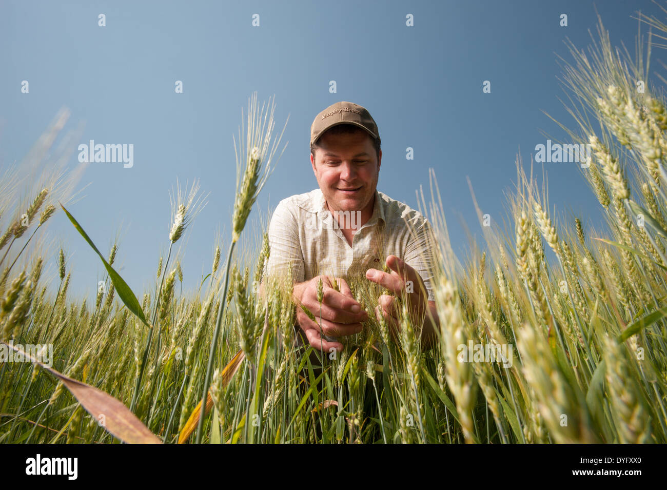 Agriculteur de champ de blé producteur de céréales, Cordova MD Banque D'Images