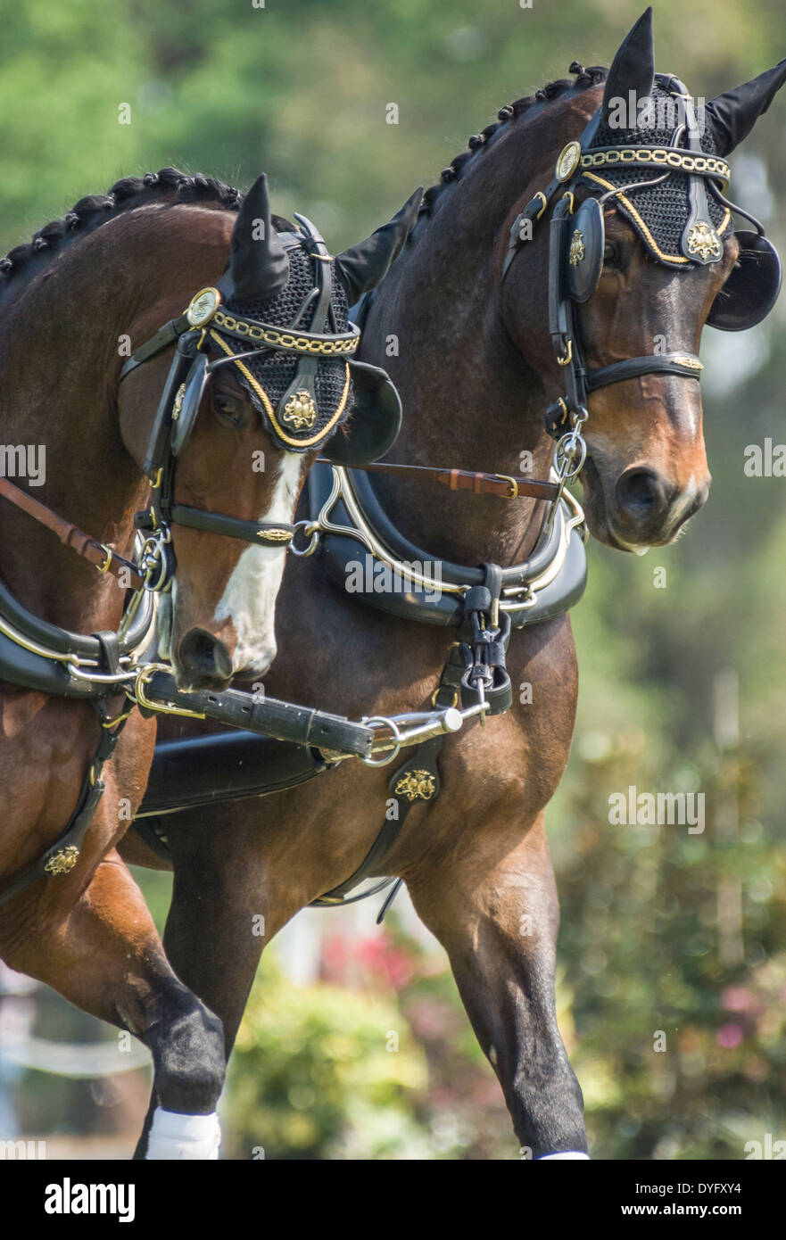 La concurrence conduite combinée paire de chevaux Warmblood Banque D'Images