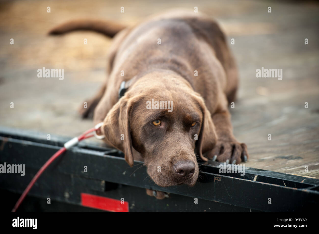 Labrador Retriever chocolat MD Cecilton Banque D'Images