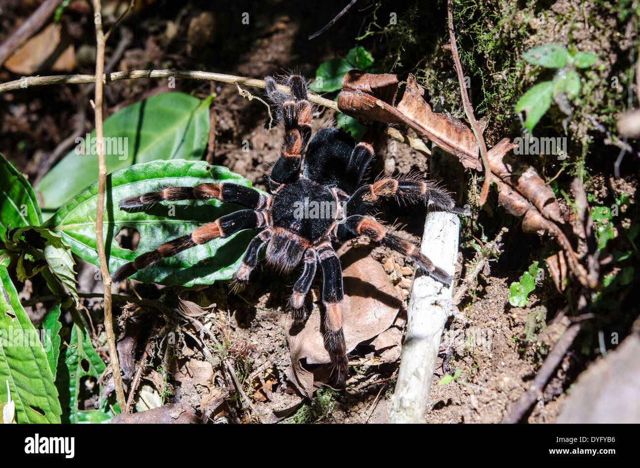 Orange géant-genou tarantula. Costa Rica. Banque D'Images