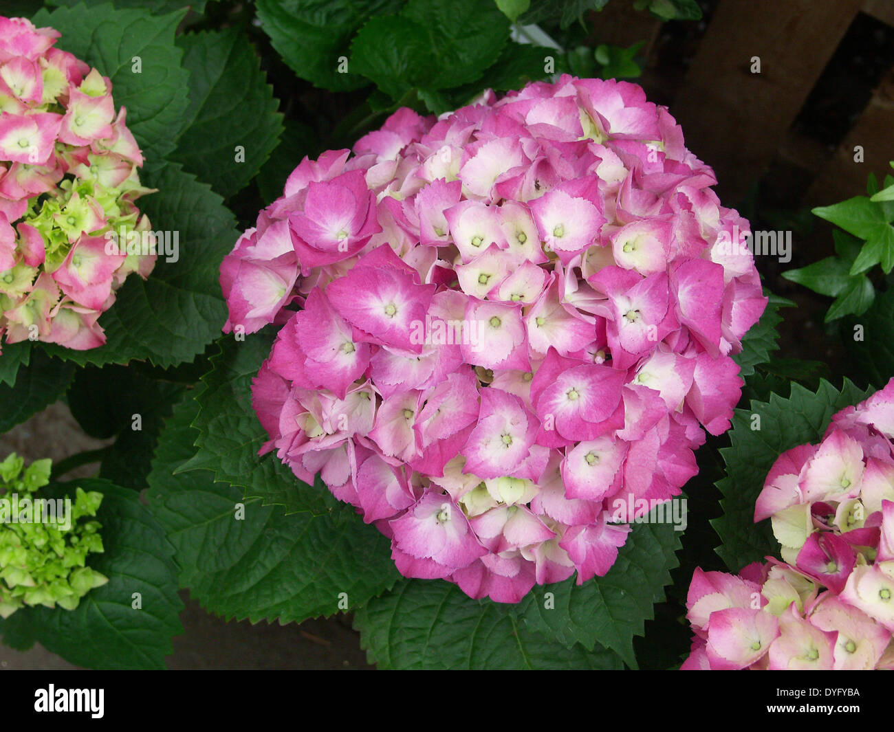 Arbuste Hortensia Rose Qui Fleurit En été Banque Dimages