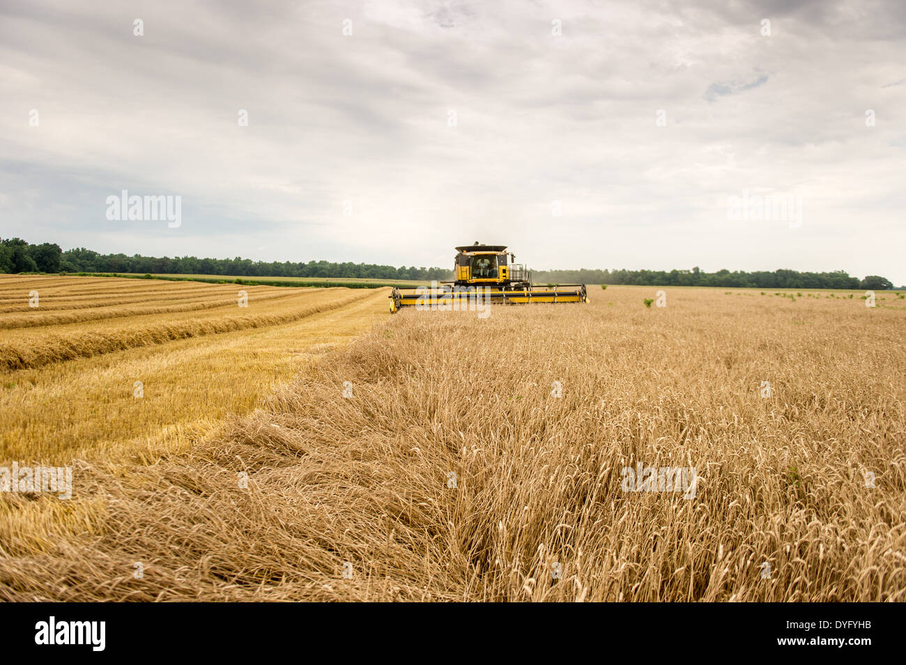 Récolte de blé Banque D'Images