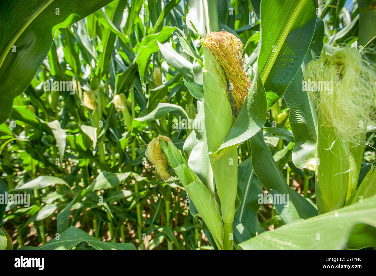 Les plantes de maïs MD Centreville Banque D'Images
