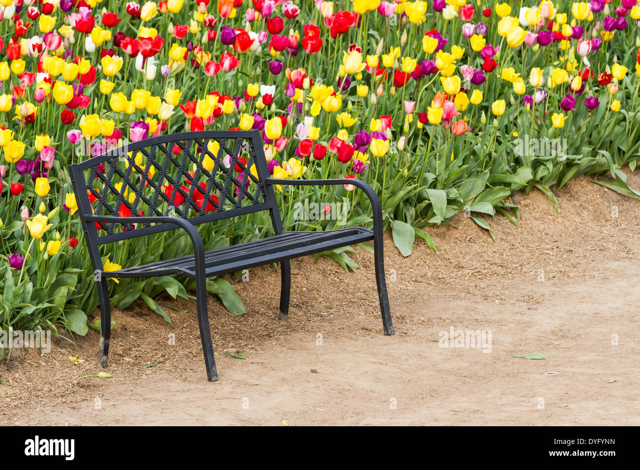 Belles tulipes colorées dans une ferme dans l'Oregon tourné sur une belle journée de printemps précoce Banque D'Images