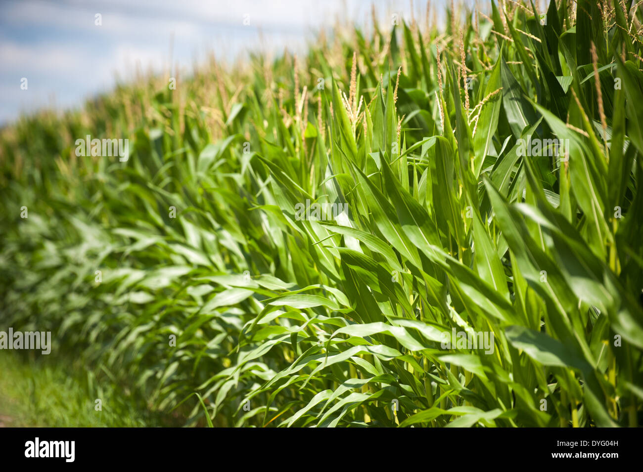 Les plantes de maïs Indiana PA Banque D'Images