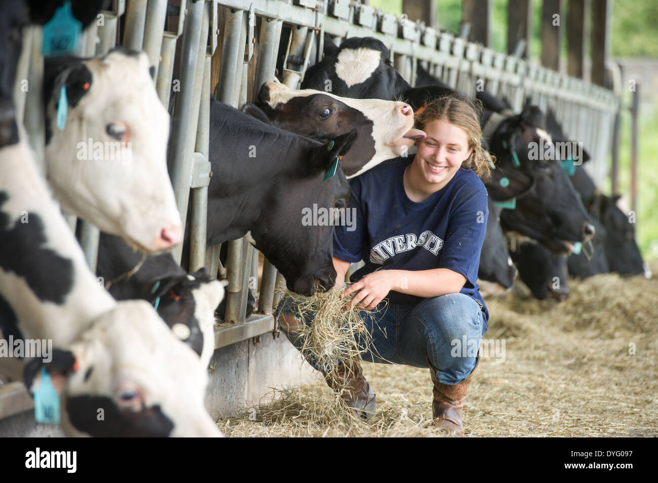 Vache laitière de lécher le visage de jeune femme Orono, Maine Banque D'Images