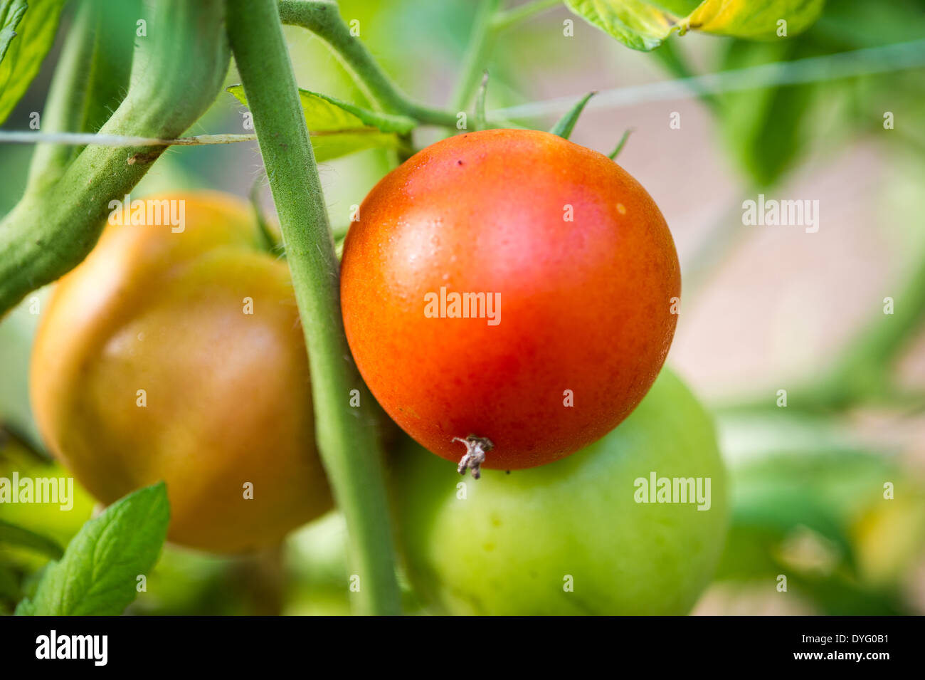 Tomates sur vigne tombe de Lisbonne, ME Banque D'Images