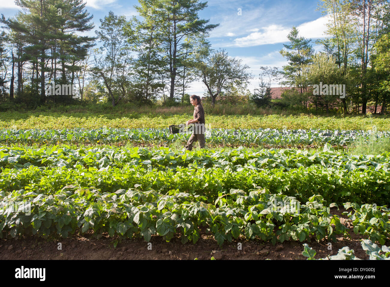 Femme marche dans le champ de légumes, ME tombe de Lisbonne Banque D'Images