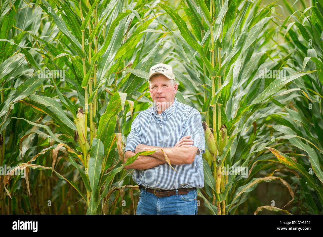 Farmer debout devant de très grands plants de maïs, MD Woodbine Banque D'Images