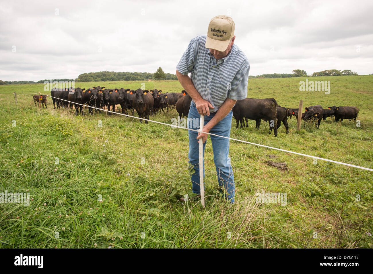 Exploitant agricole travaillant sur bovins clôture avec MD Woodbine Banque D'Images