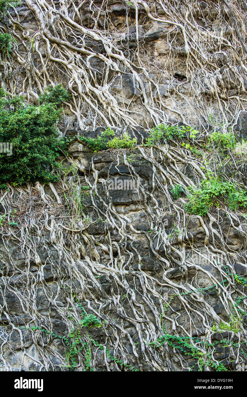Les racines des arbres accroché sur une falaise, Haena, Kauai, Hawaii Banque D'Images