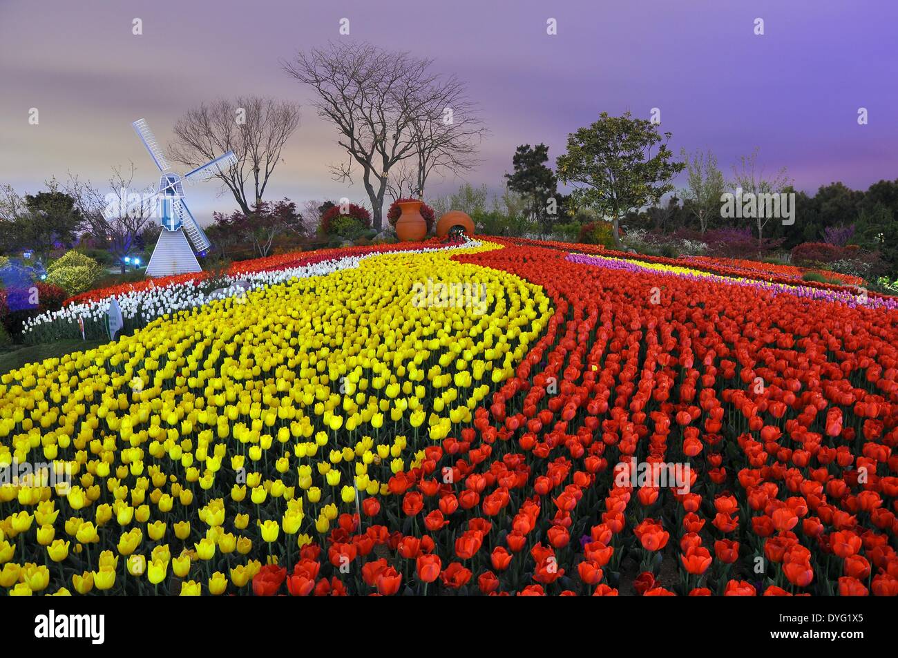 Shanghai, Chine, la province de Shandong. Apr 16, 2014. Fleurs tulipes sont en fleurs au Jardin botanique de Shanghai, une ville côtière de la province de Shandong en Chine orientale, le 16 avril 2014. Mingzhao Crédit : Liu/Xinhua/Alamy Live News Banque D'Images