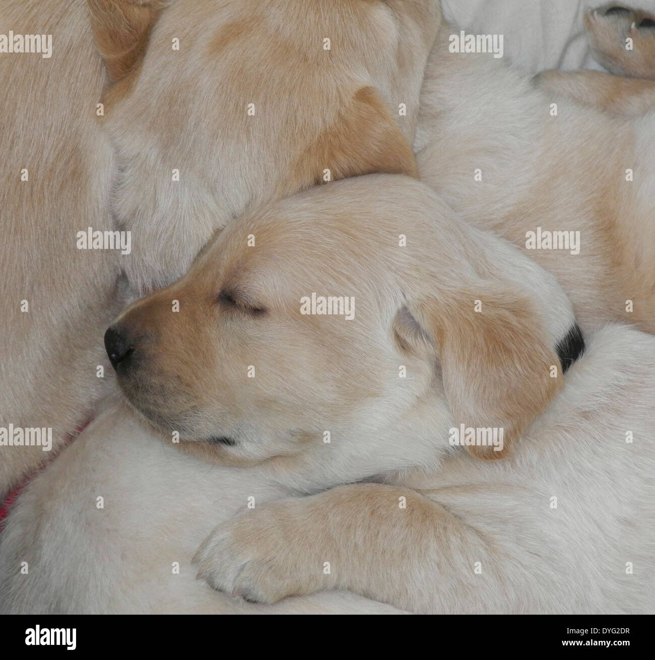 Les chiots Golden Retriever du Labrador noir jaune propres chiens du photographe pas de licence de propriété nécessaires Banque D'Images