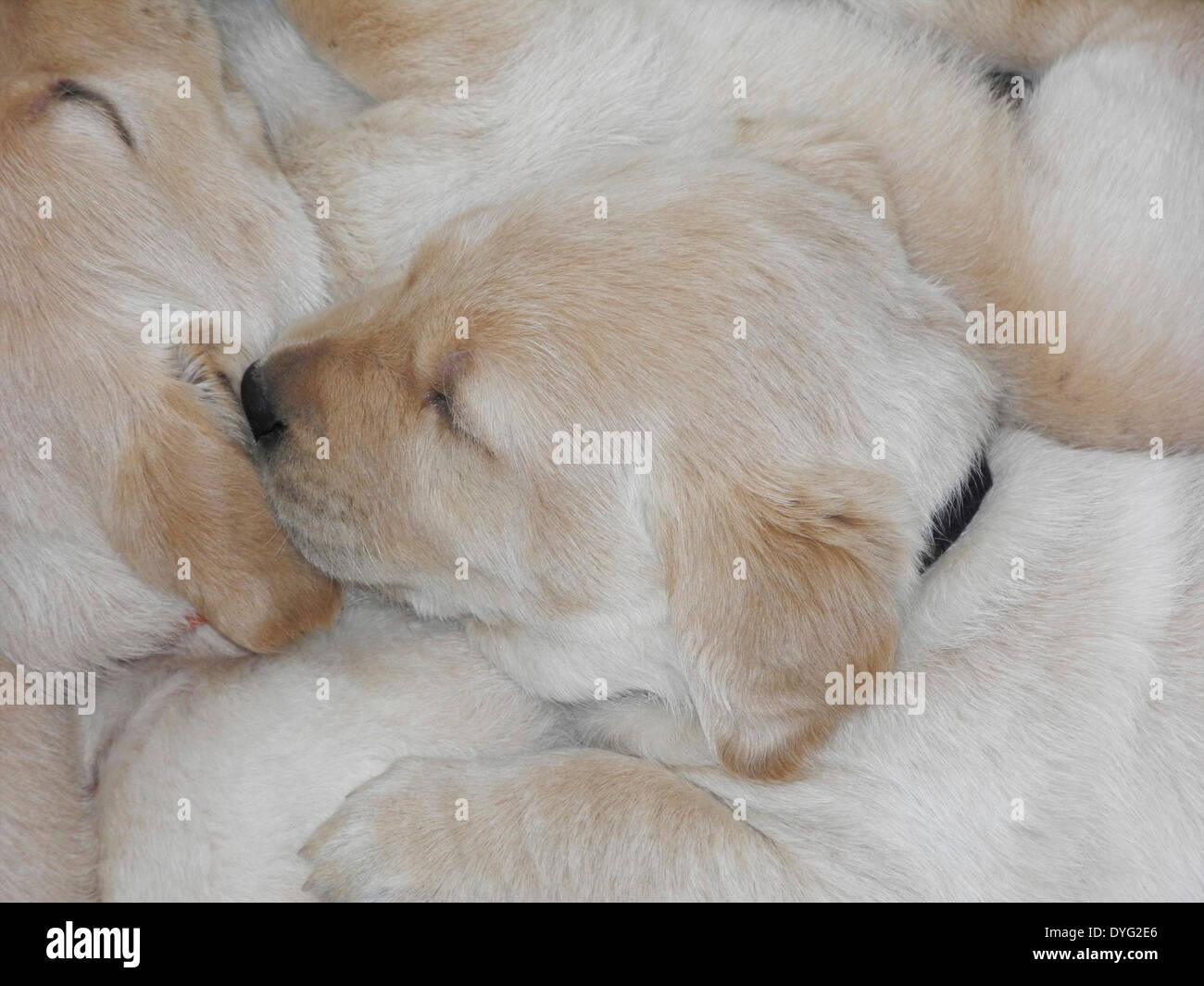 Les chiots Golden Retriever du Labrador noir jaune propres chiens du photographe pas de licence de propriété nécessaires Banque D'Images