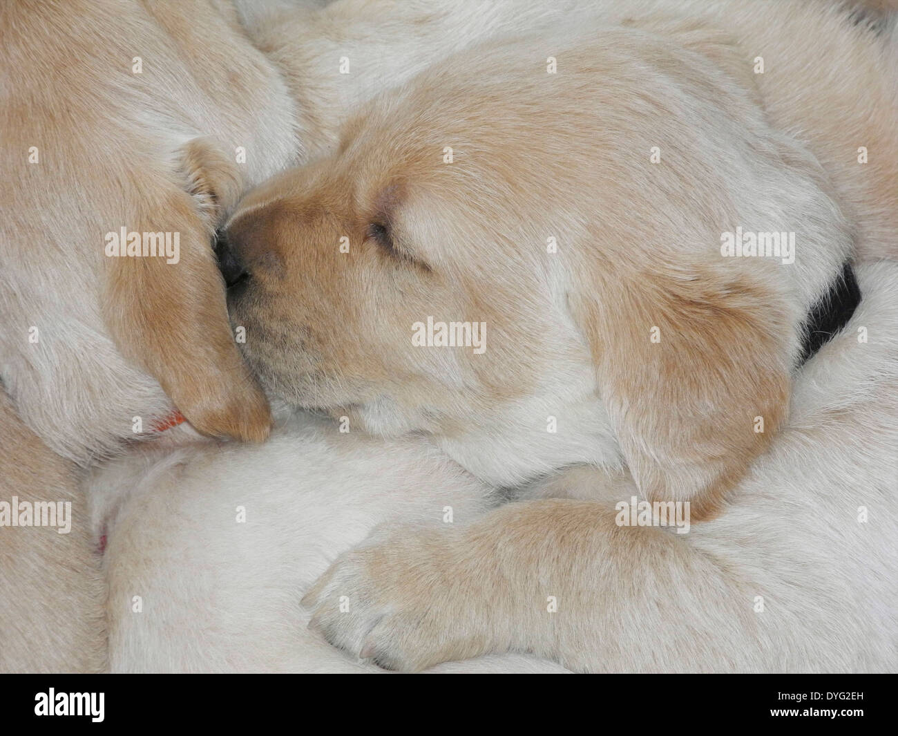 Les chiots Golden Retriever du Labrador noir jaune propres chiens du photographe pas de licence de propriété nécessaires Banque D'Images