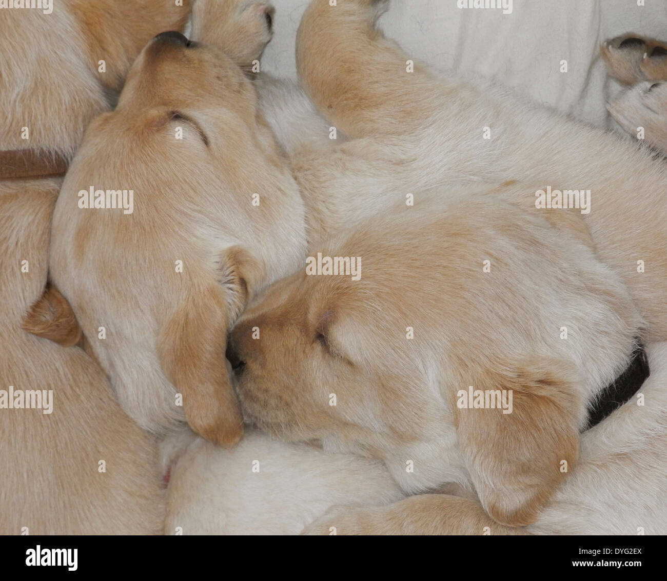 Les chiots Golden Retriever du Labrador noir jaune propres chiens du photographe pas de licence de propriété nécessaires Banque D'Images
