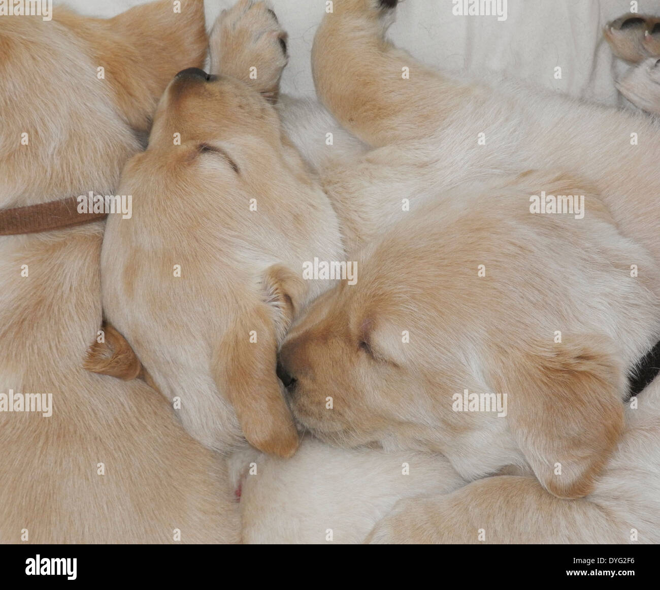 Les chiots Golden Retriever du Labrador noir jaune propres chiens du photographe pas de licence de propriété nécessaires Banque D'Images