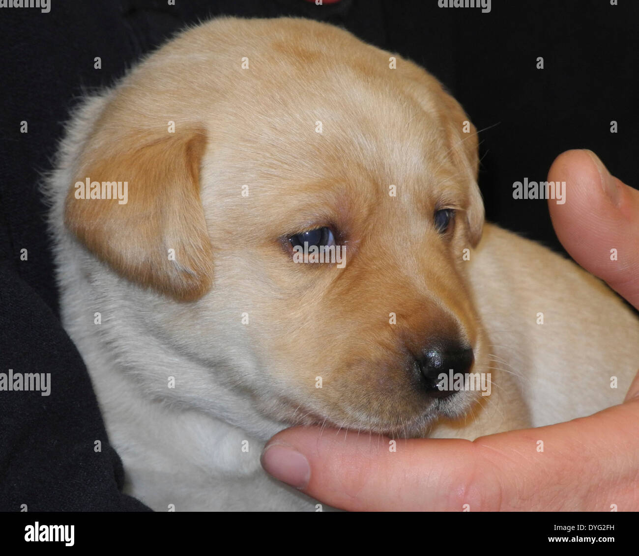 Les chiots Golden Retriever du Labrador noir jaune propres chiens du photographe pas de licence de propriété nécessaires Banque D'Images