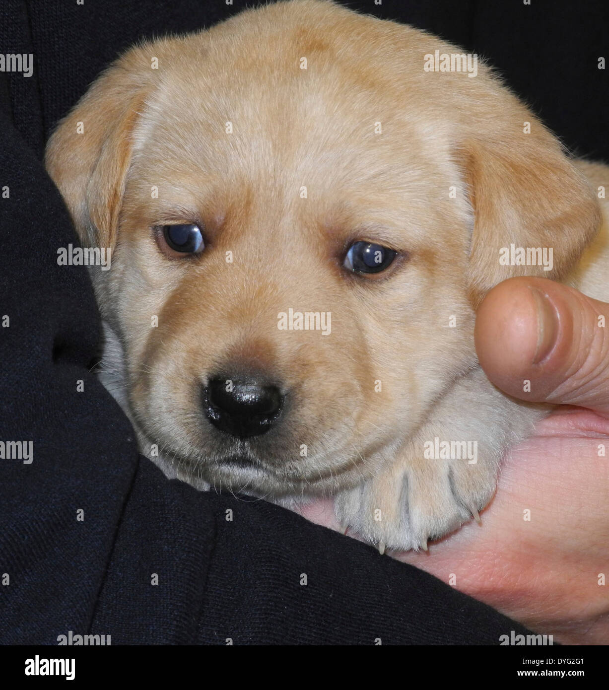 Les chiots Golden Retriever du Labrador noir jaune propres chiens du photographe pas de licence de propriété nécessaires Banque D'Images