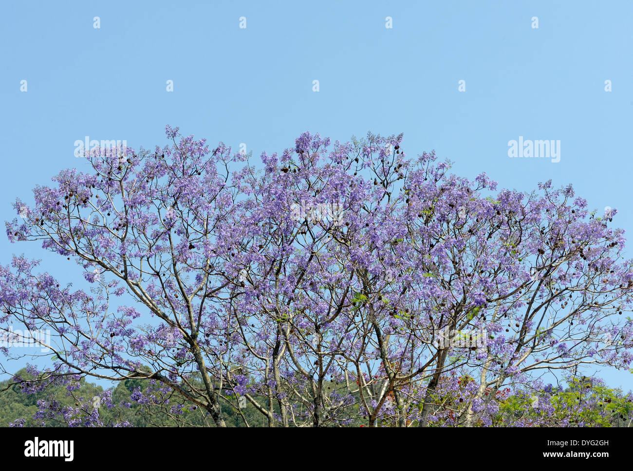 Arbre jacaranda en fleur. Jacarandas se développer dans bon nombre des rues et dans le Parc Central d'Antigua. Banque D'Images