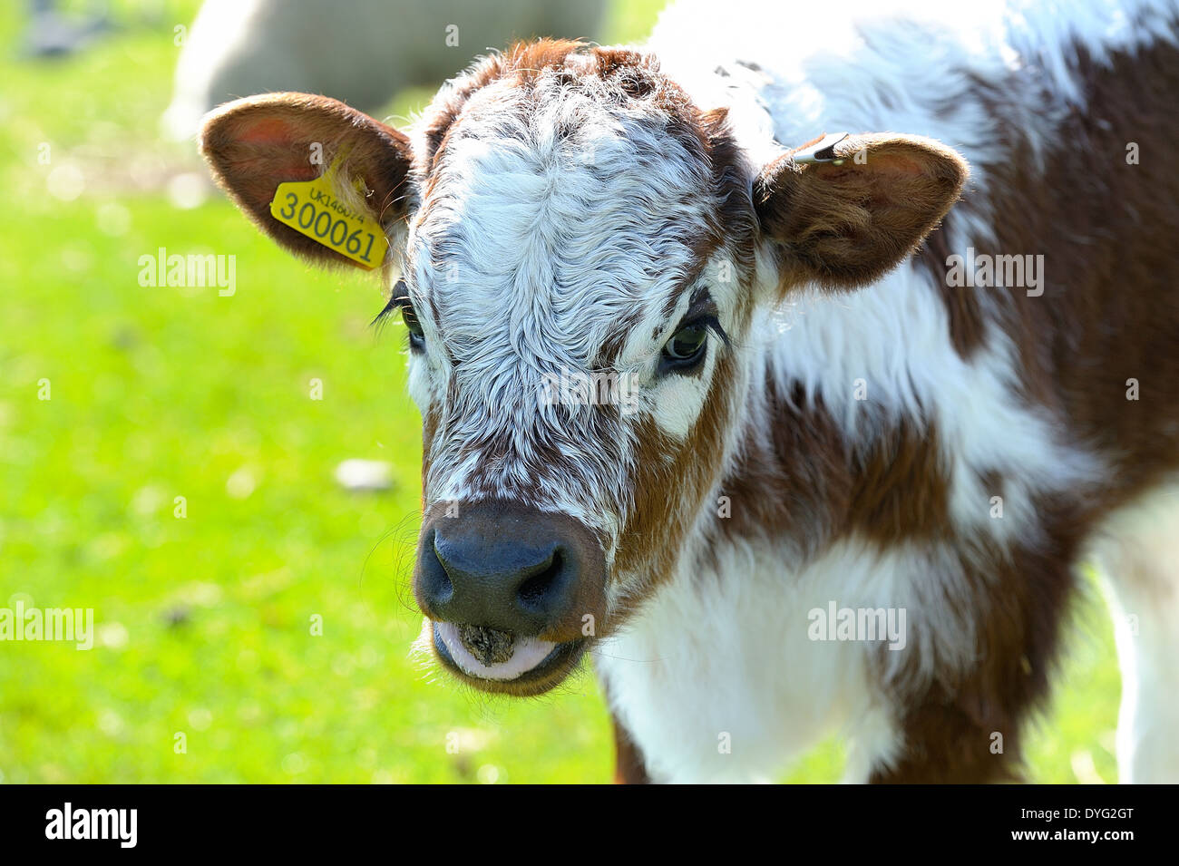 Un portrait d'un jeune veau dans un champ sur une journée ensoleillée White Post Farm Kent England UK Banque D'Images