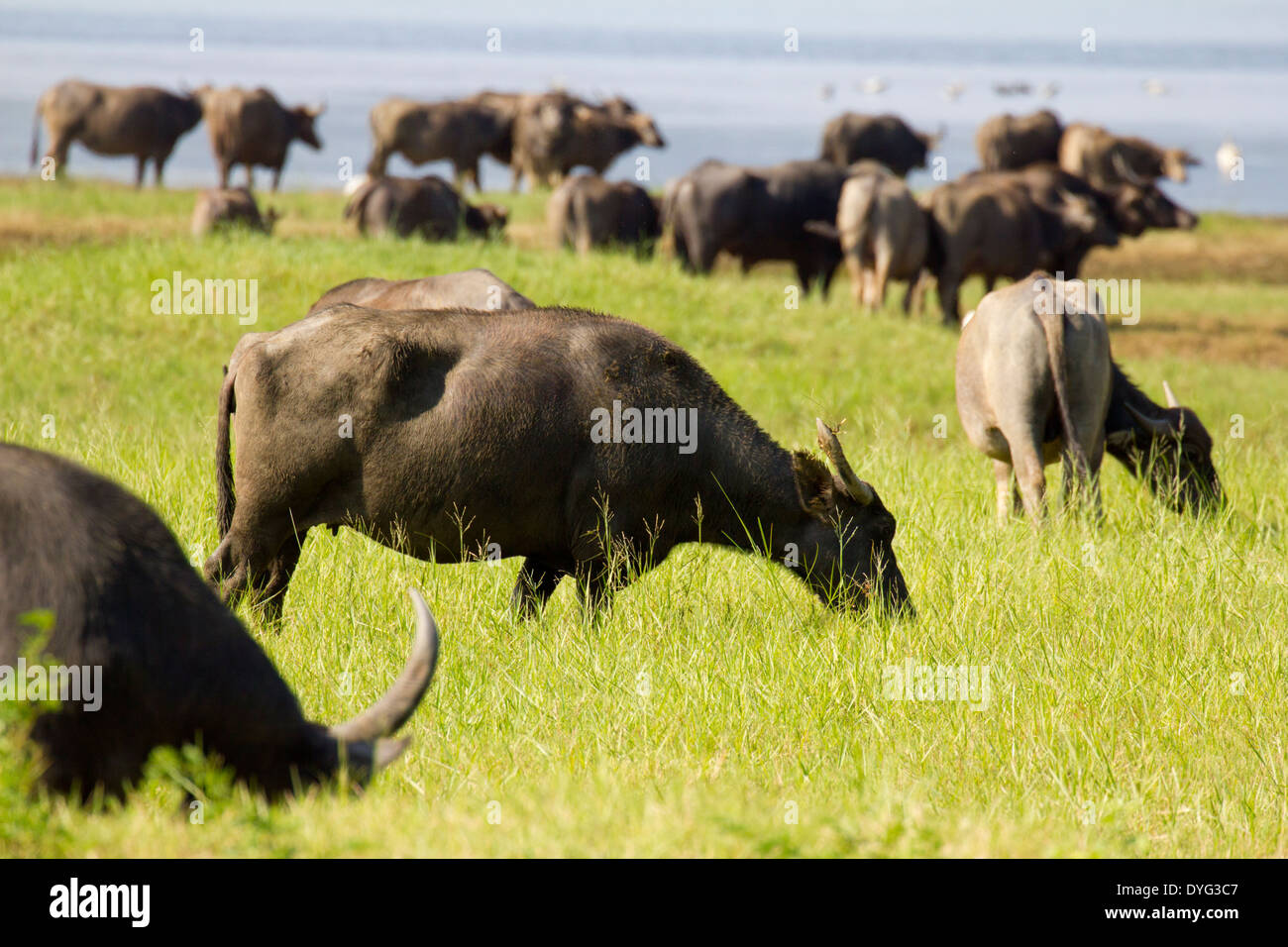 Wild Water Buffalo en parc national de Yala, au Sri Lanka 4 Banque D'Images