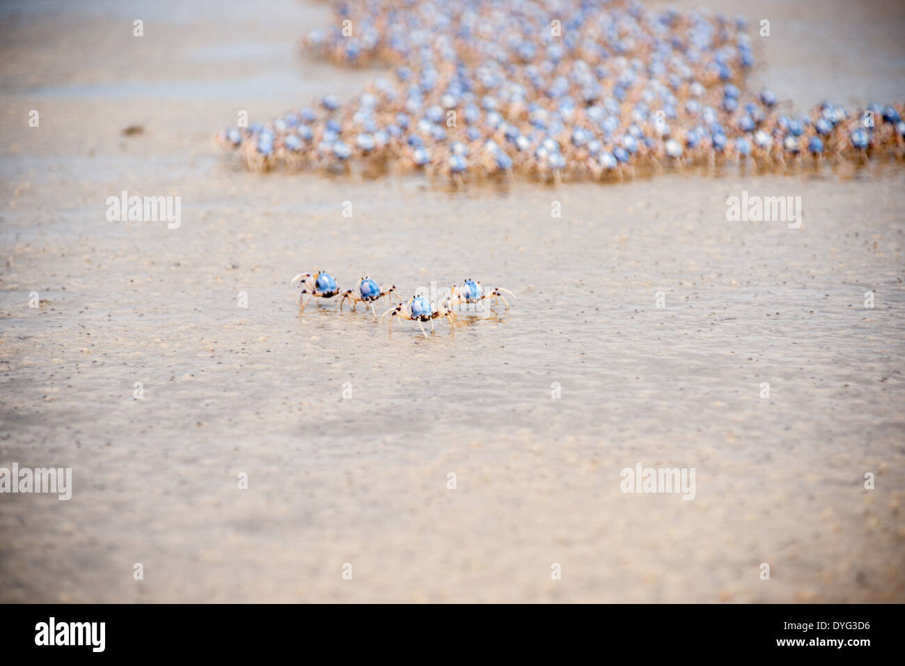 Le groupe de soldat bleu vif , loin d'auvent crabes laissant quatre derrière, du danger perçu. Banque D'Images
