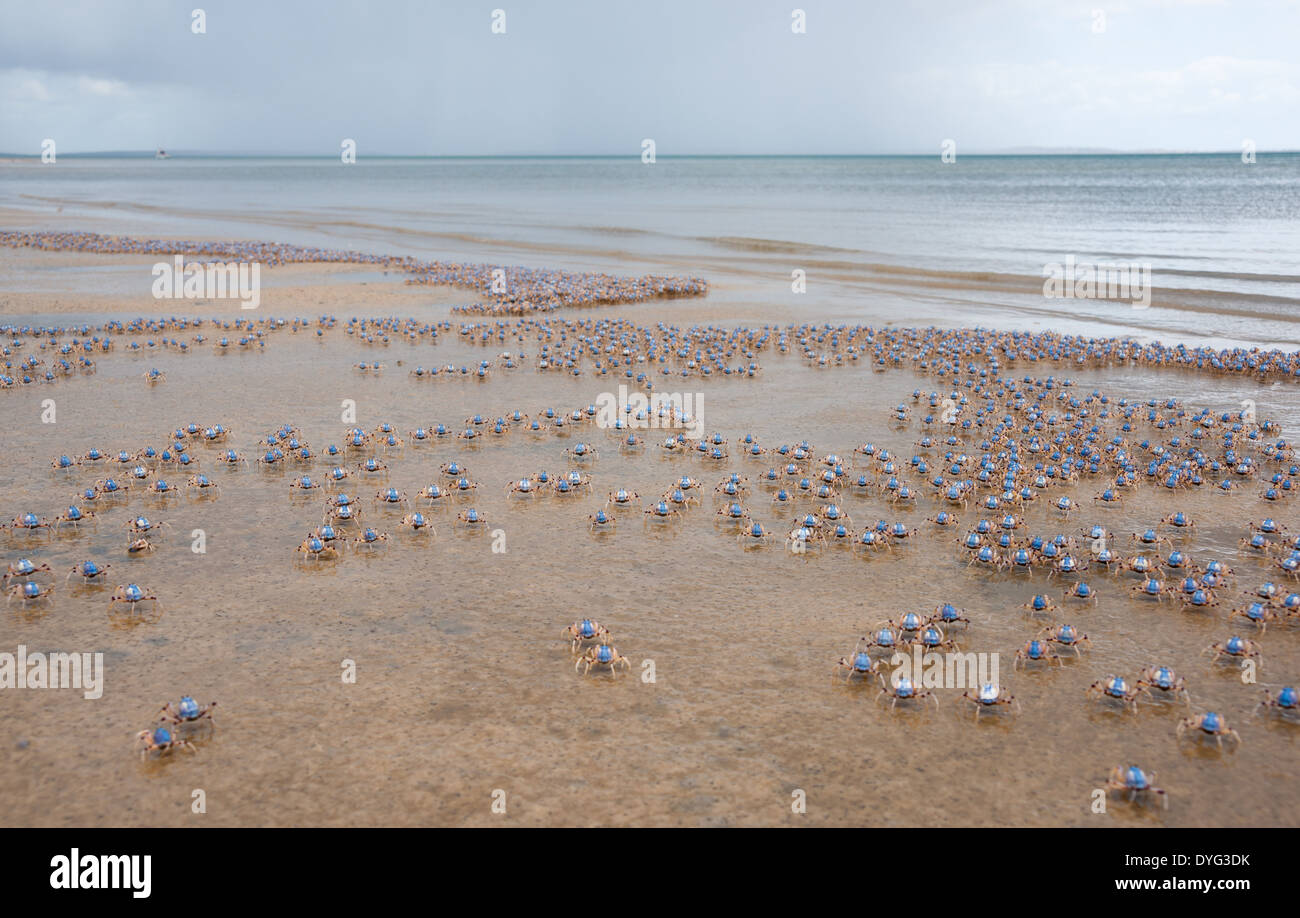La plage est couverte de soldat bleu vif de sabordage des crabes loin de danger perçu. Banque D'Images
