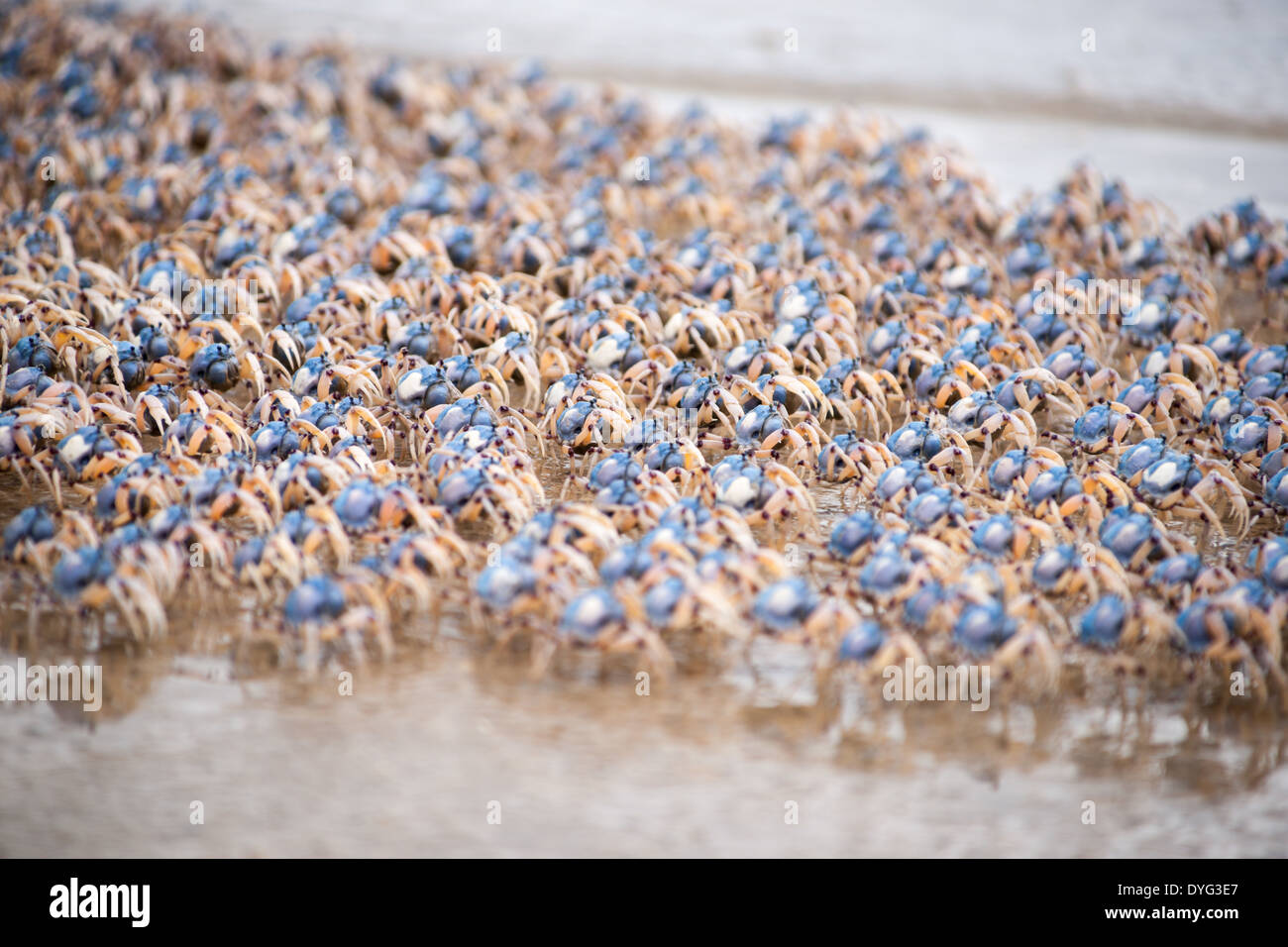 La plage est couverte de soldat bleu vif de sabordage des crabes loin de danger perçu. Banque D'Images