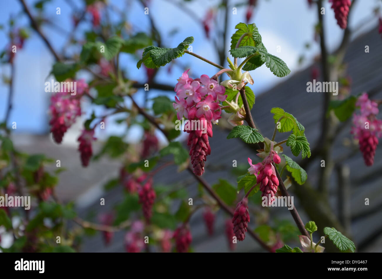 Rose fleur arbre, village Galgate, Lancashire Banque D'Images