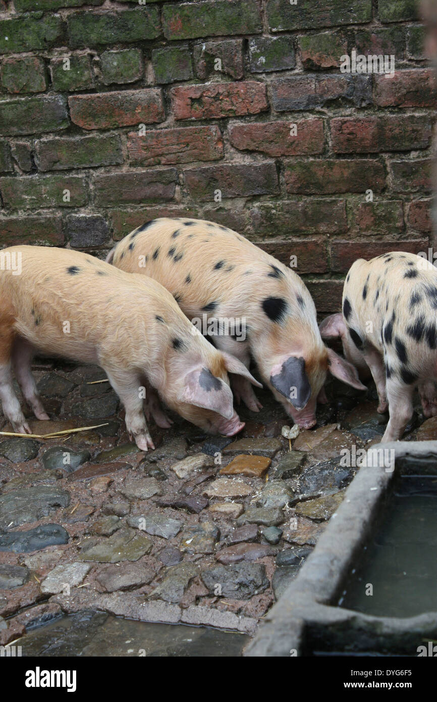Un groupe de trois jeunes cochons repéré à l'Acton Scott ferme Banque D'Images
