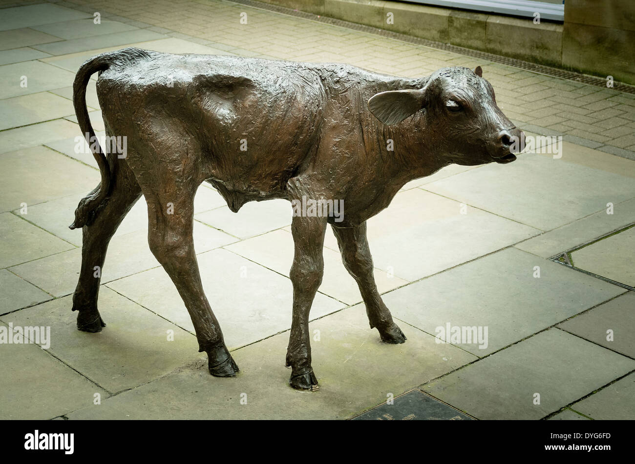 Sculpture de métal d'un veau par Richard Cowdy reflétant l'élevage avec lien historique Banque D'Images