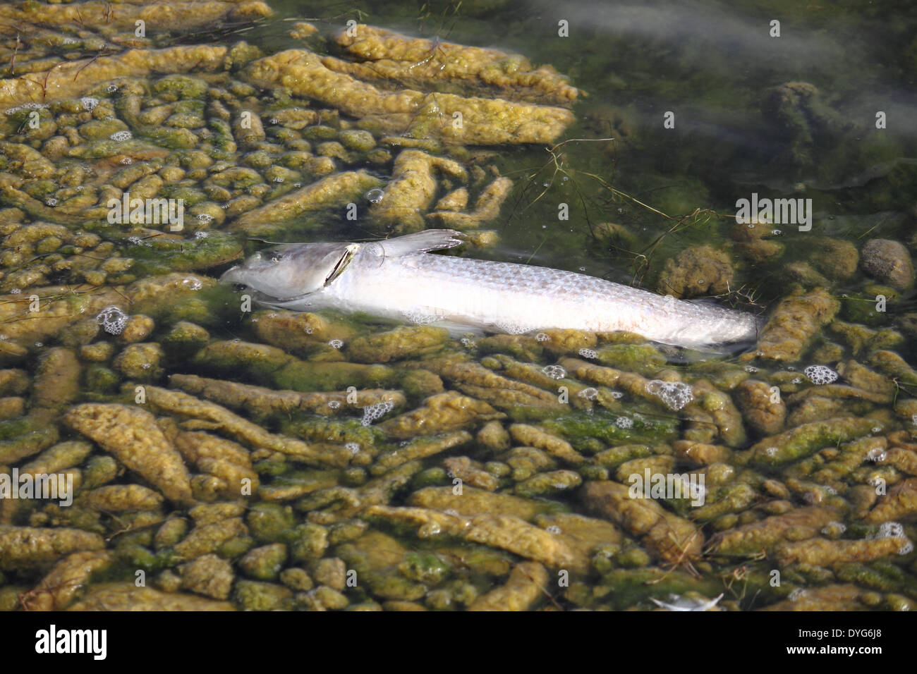 Poissons morts dans l'eau des lacs contaminés Banque D'Images