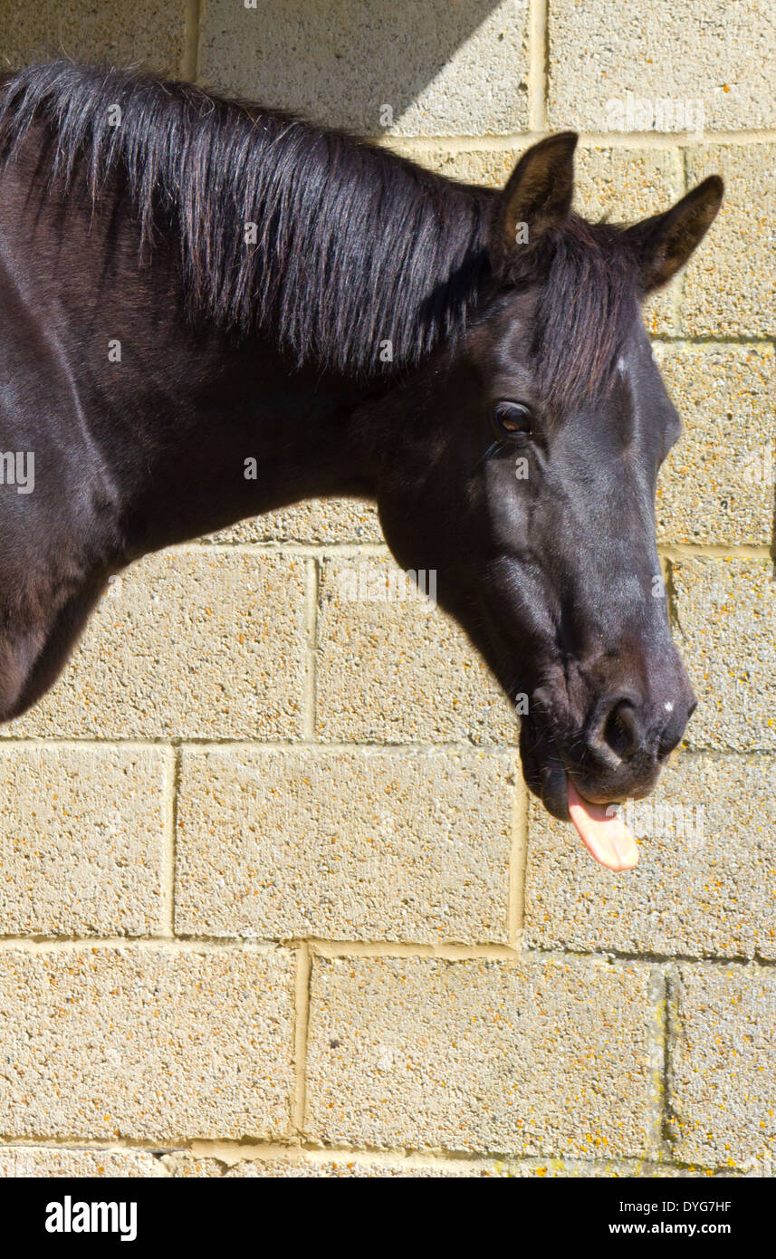 Coller sa langue, cheval Photo Stock - Alamy
