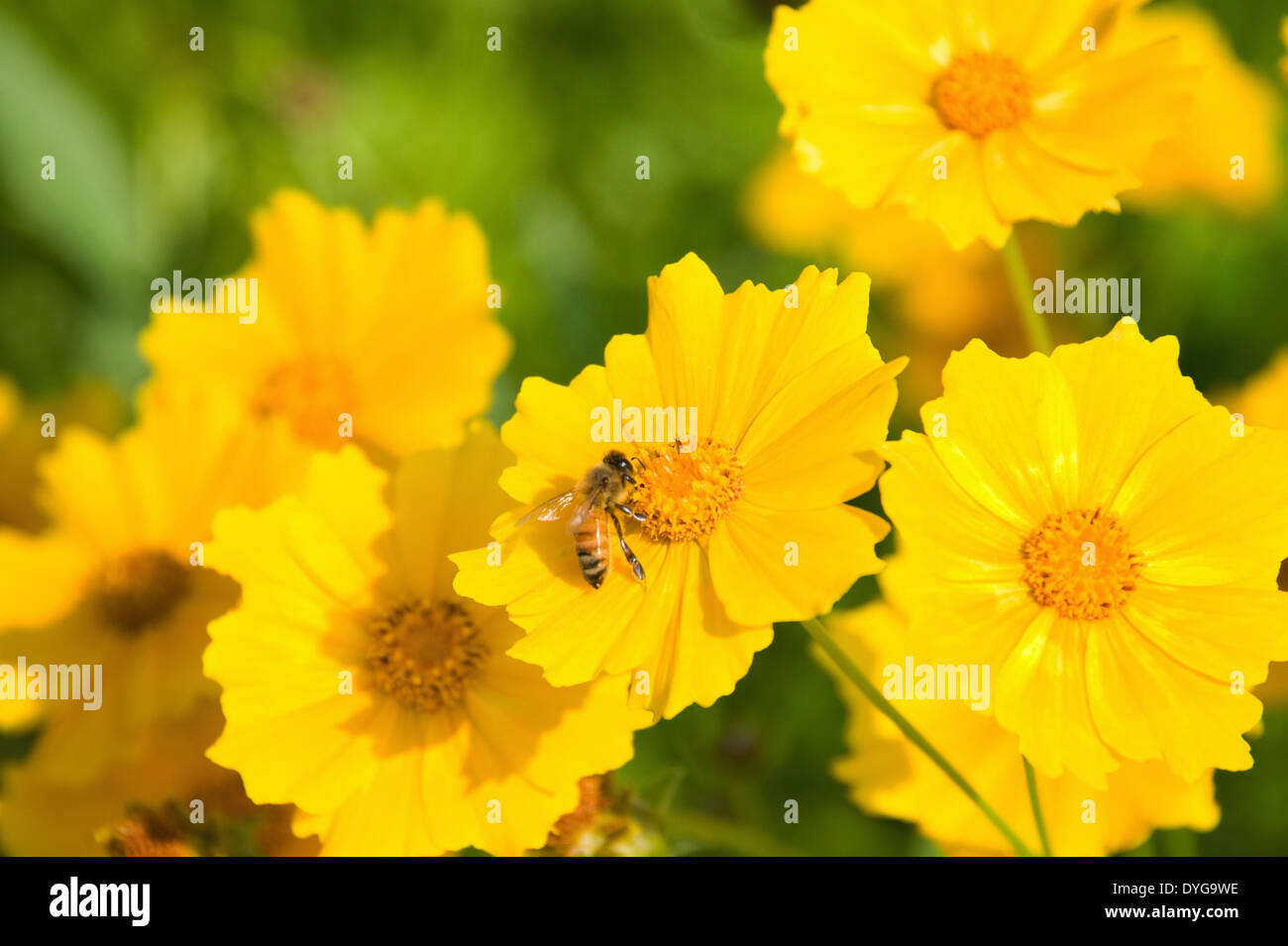 Cosmos Banque D'Images