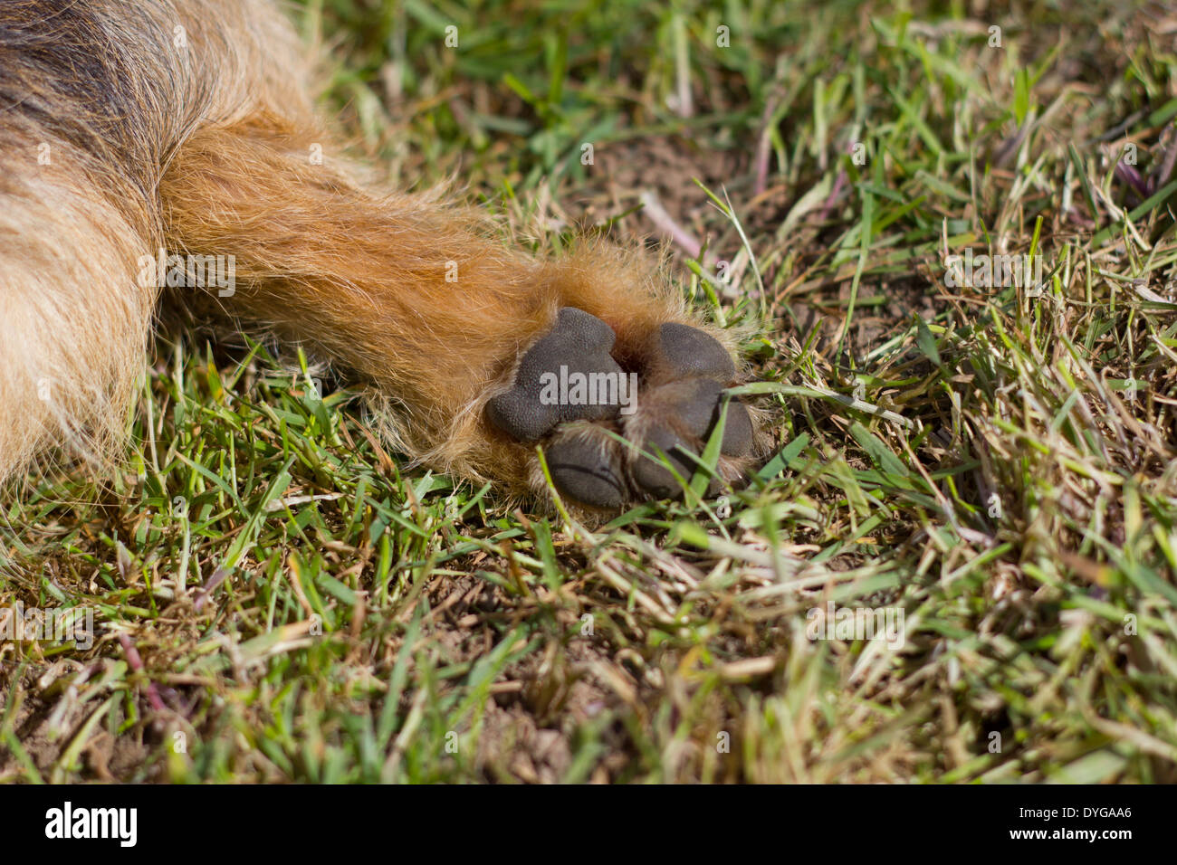Le pied d'un un Jack Russel terrier montrant les pads. Banque D'Images