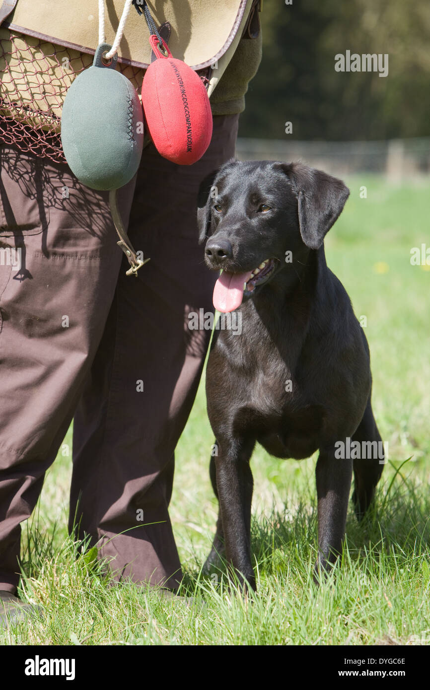 Un Labrador noir chien de travail avec son propriétaire au cours d'une session de formation dans un champ d'herbe Banque D'Images