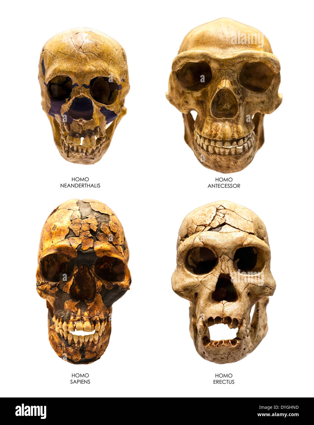 Crâne de l'Homo Erectus, Sapiens, Neanderthalis et Antecessor Banque D'Images