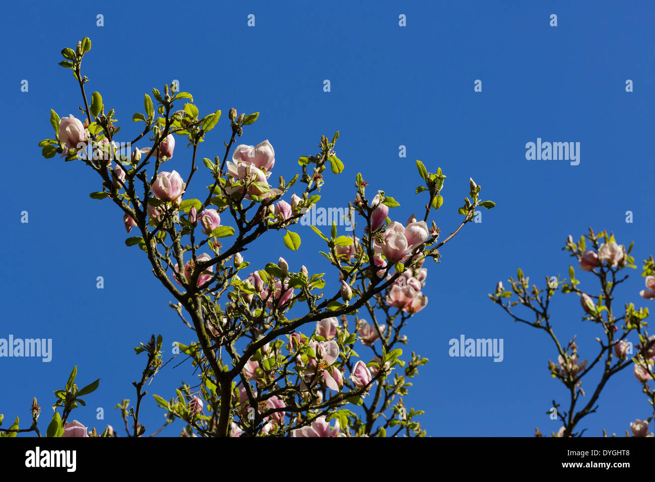 Magnolia blossom sur les branches Banque D'Images