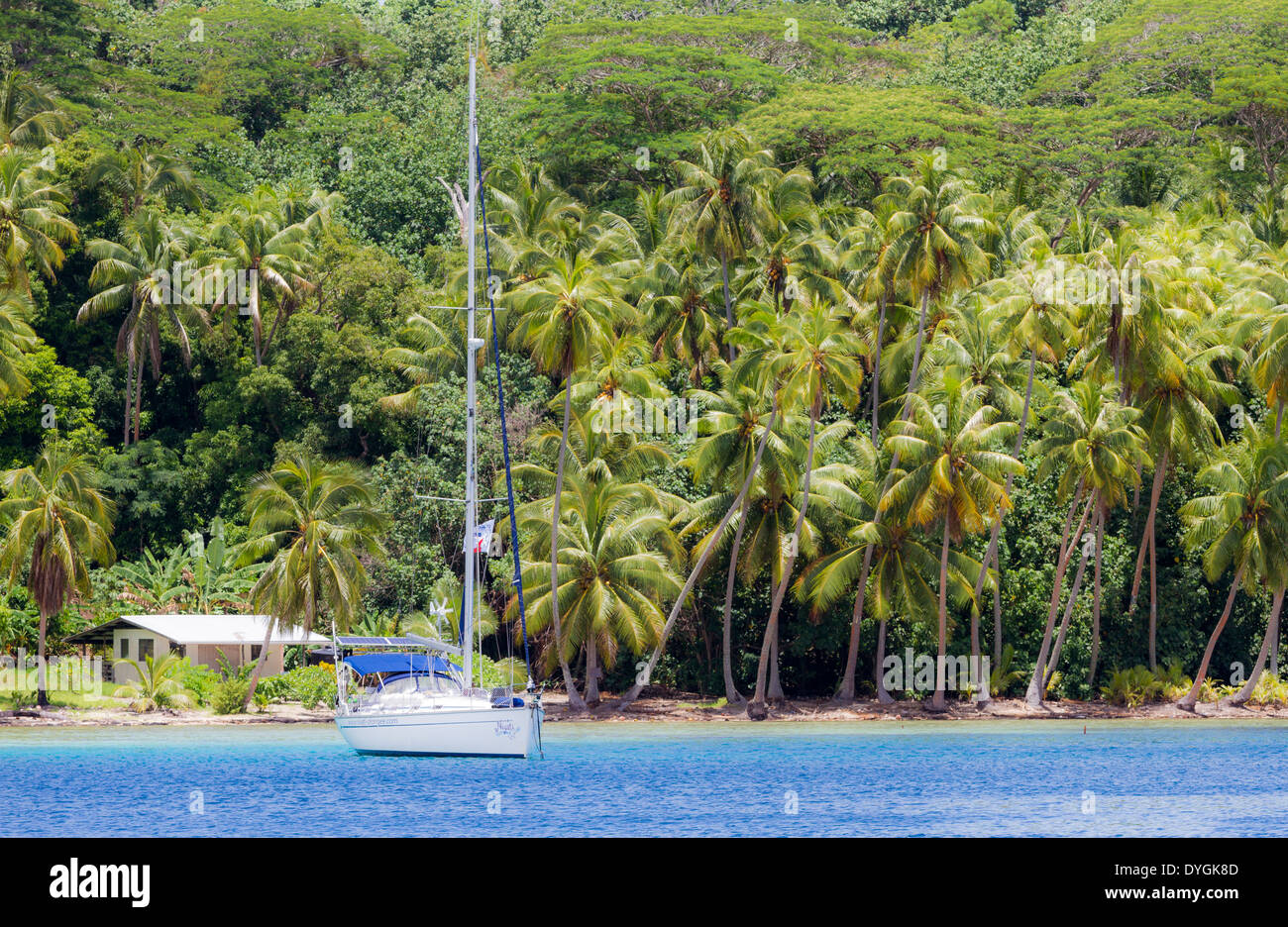 Scène tropicale de voilier ancré en face de palmiers et en polynésie francaise. Banque D'Images