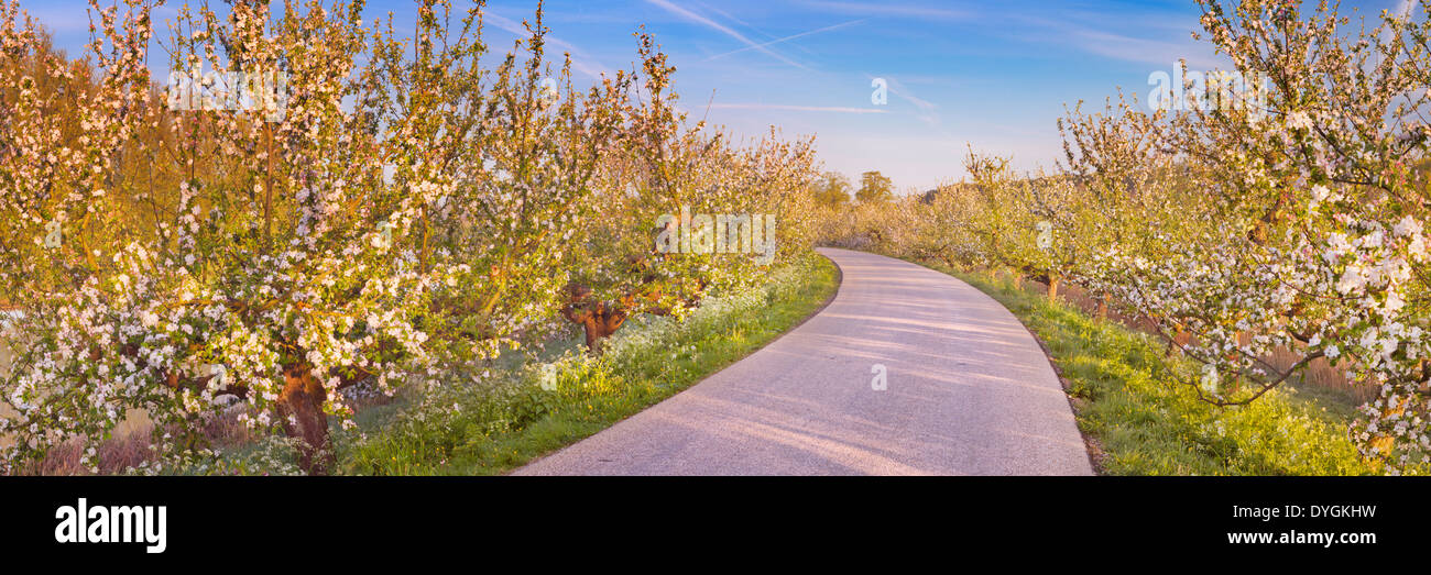 Blossoming apple trees le long d'une route Banque D'Images