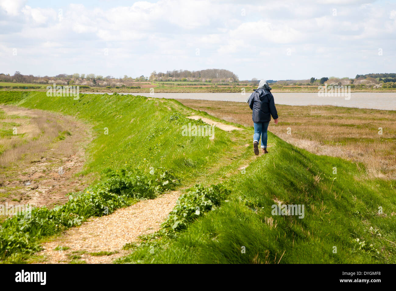 Femme marche sur la défense contre les inondations de la rivière mur remblai Adle, Aldeburgh, Suffolk, Angleterre Banque D'Images